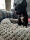 Chihuahua Puppies for sale in Texas Rd, Marlboro, NJ, USA. price: NA