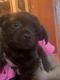 Chihuahua Puppies for sale in Clinton Twp, MI, USA. price: $300
