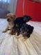 Chihuahua Puppies for sale in Corona, CA 92879, USA. price: NA