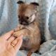 Chihuahua Puppies for sale in Huggins, MO 65484, USA. price: NA