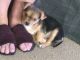 Chihuahua Puppies for sale in Anderson, IN, USA. price: $500