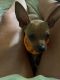 Chihuahua Puppies for sale in Zephyrhills, FL, USA. price: $650