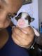 Chihuahua Puppies for sale in Temple Terrace, FL, USA. price: NA