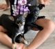 Chihuahua Puppies for sale in Del Valle, TX, USA. price: $350