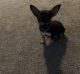 Chihuahua Puppies for sale in Belfast, NY 14711, USA. price: $500
