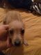 Chihuahua Puppies for sale in Oklahoma City, OK, USA. price: NA