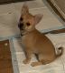 Chihuahua Puppies for sale in San Bernardino, CA, USA. price: $250
