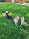 Chihuahua Puppies for sale in Fort Wayne, IN, USA. price: NA