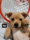 Chihuahua Puppies for sale in Paramount, CA, USA. price: NA
