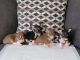 Chihuahua Puppies for sale in Bradenton, FL, USA. price: NA