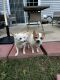 Chihuahua Puppies for sale in Trenton, NJ 08641, USA. price: NA