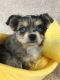 Chihuahua Puppies for sale in Rural Retreat, VA, USA. price: $1,400