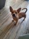 Chihuahua Puppies for sale in Tucson, AZ, USA. price: NA