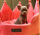 Chihuahua Puppies for sale in 60 NE 14th St, Miami, FL 33132, USA. price: NA