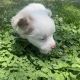 Chihuahua Puppies for sale in Morganton, NC 28655, USA. price: NA