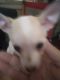 Chihuahua Puppies for sale in Pennsauken Township, NJ, USA. price: NA