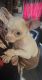 Chihuahua Puppies for sale in Sioux Falls, SD, USA. price: $80