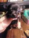 Chihuahua Puppies for sale in Coshocton, OH 43812, USA. price: $300