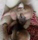 Chihuahua Puppies for sale in Fontana, CA, USA. price: $400