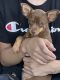 Chihuahua Puppies for sale in Rosharon, TX 77583, USA. price: $450