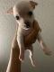 Chihuahua Puppies for sale in 5120 Raymond Dr, Fort Worth, TX 76244, USA. price: NA