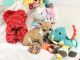 Chihuahua Puppies for sale in Webster, FL 33597, USA. price: NA