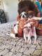 Chihuahua Puppies for sale in Henderson, NV, USA. price: NA