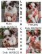Chihuahua Puppies for sale in Eau Claire, WI, USA. price: NA