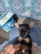 Chihuahua Puppies for sale in Mobile, AL, USA. price: $500