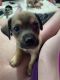 Chihuahua Puppies for sale in Glendale, AZ, USA. price: NA