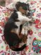 Chihuahua Puppies for sale in Shawnee, KS, USA. price: NA