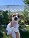 Chihuahua Puppies for sale in 15920 E 6th Ln, Spokane Valley, WA 99037, USA. price: $2,000
