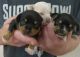 Chihuahua Puppies for sale in Bellmawr, NJ, USA. price: $1,100