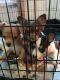 Chihuahua Puppies for sale in Rock Creek, OH 44084, USA. price: NA