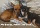 Chihuahua Puppies for sale in Duncanville, TX, USA. price: $600