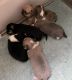 Chihuahua Puppies for sale in Tampa, FL, USA. price: NA