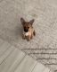Chihuahua Puppies for sale in Bakersfield, CA 93314, USA. price: NA