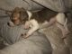 Chihuahua Puppies for sale in 1340 Adams Rd, Corbin, KY 40701, USA. price: NA