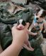 Chihuahua Puppies for sale in Middleburg, PA 17842, USA. price: $1,000