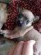 Chihuahua Puppies for sale in Fontana, CA, USA. price: $200