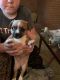 Chihuahua Puppies for sale in Hope, AR 71801, USA. price: $50