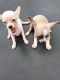 Chihuahua Puppies for sale in Corpus Christi, TX, USA. price: $250