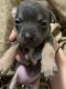 Chihuahua Puppies for sale in Morgantown, KY 42261, USA. price: NA