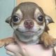 Chihuahua Puppies for sale in New York New York Casino, Las Vegas, NV 89109, USA. price: $250