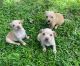 Chihuahua Puppies for sale in Lakeland, FL, USA. price: $700