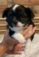 Chihuahua Puppies for sale in Mill Spring, NC 28756, USA. price: $1,800
