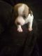Chihuahua Puppies for sale in Mulga Rd, Wellston, OH 45692, USA. price: $700