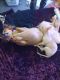Chihuahua Puppies for sale in Spokane, WA 99201, USA. price: $200