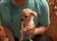 Chihuahua Puppies for sale in 67 Terry Terrace, Carrollton, GA 30117, USA. price: $250