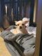 Chihuahua Puppies for sale in Port St. Lucie, FL 34953, USA. price: NA
